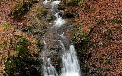 Райски кът – Вършец